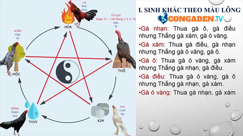 màu mạng gà đá