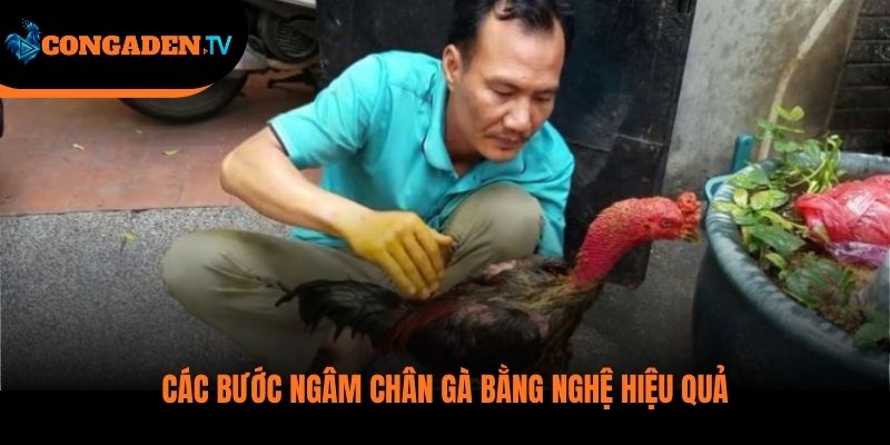 cách ngâm chân gà chọi