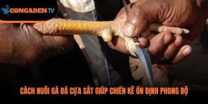 cách nuôi gà đá cựa sắt