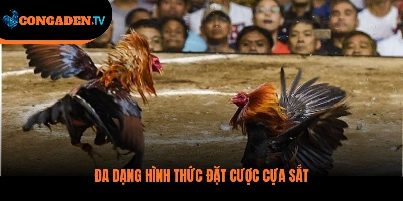 đá gà cựa sắt
