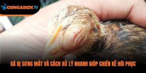 gà bị sưng mắt