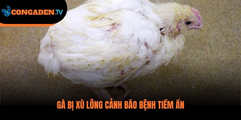 gà bị xù lông
