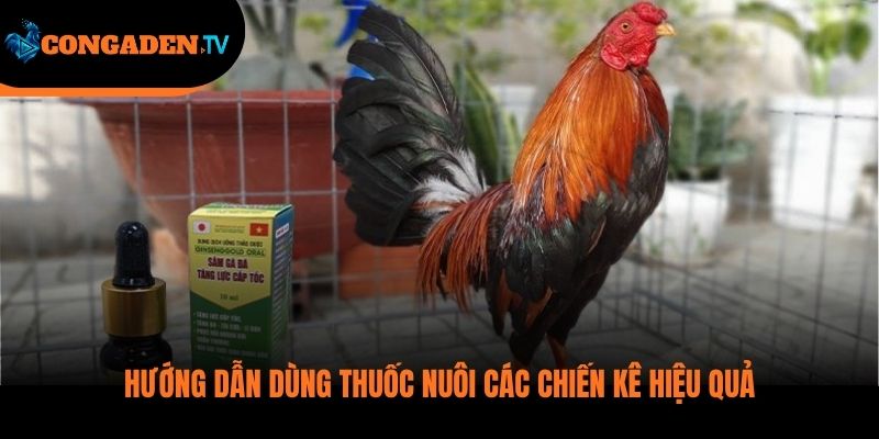 thuốc nuôi gà đá