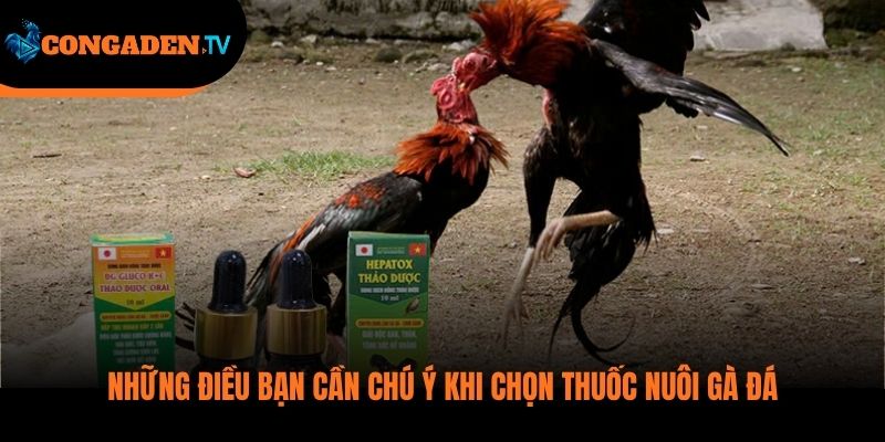 thuốc nuôi gà đá