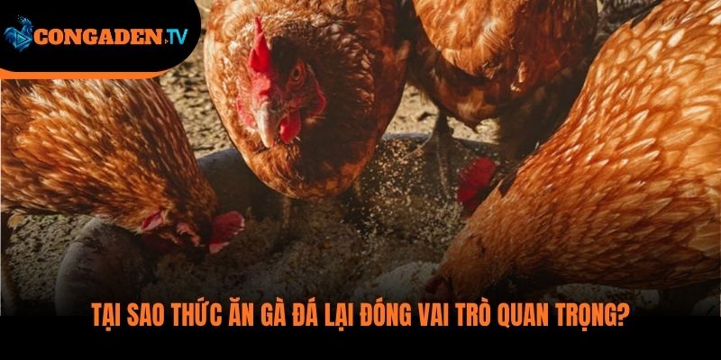 thức ăn gà đá