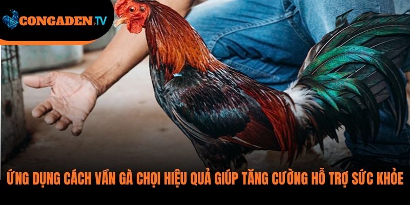 cách vần gà chọi