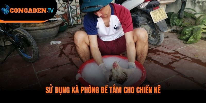 cách tắm gà đá
