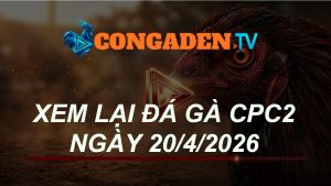 XEM LẠI ĐÁ GÀ CPC2 NGÀY 20/4/26