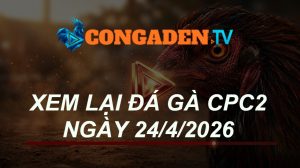 Xem lại đá gà CPC2 ngày 24/04/2026