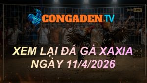XEM LẠI ĐÁ GÀ XAXIA NGÀY 11/4/26